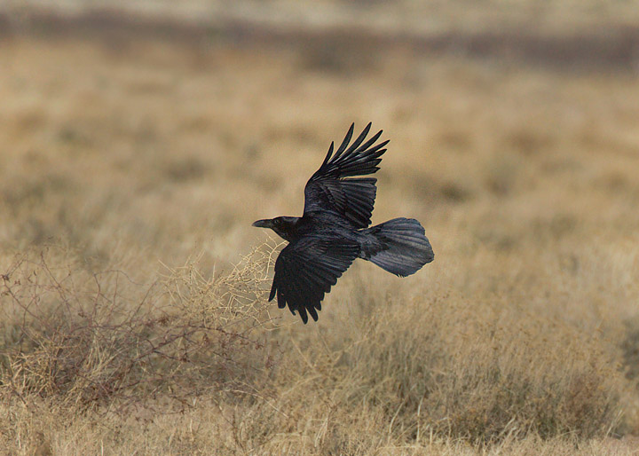 Chihuahuan Raven