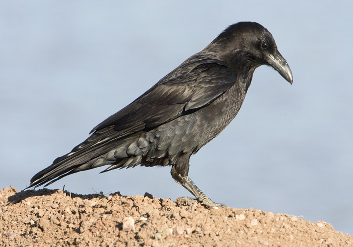 Chihuahuan Raven