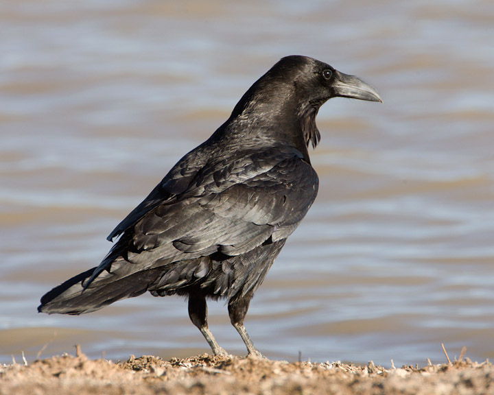 Chihuahuan Raven