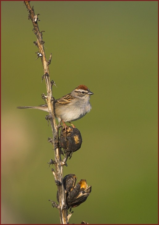 chipping sparrow