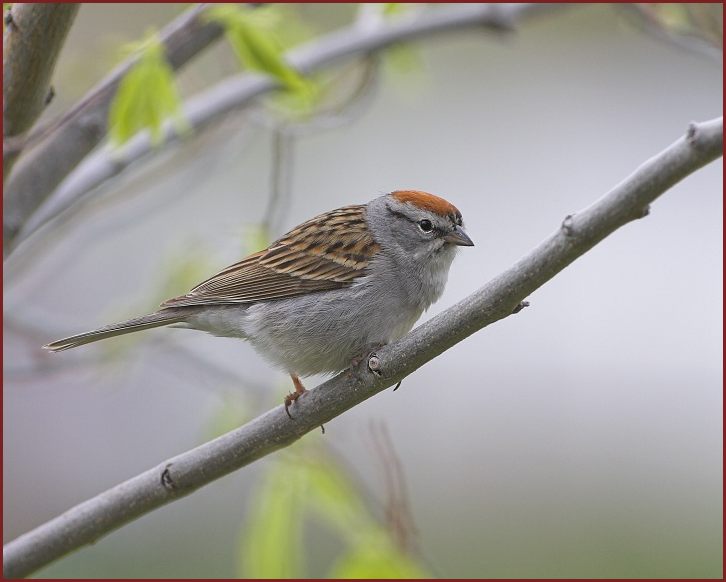 chipping sparrow