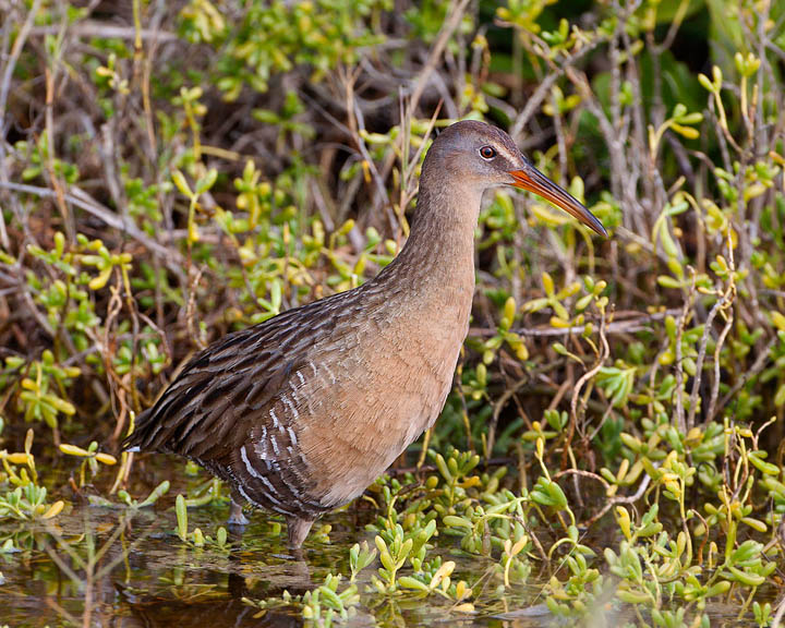 Clapper Rail