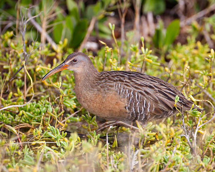 Clapper Rail