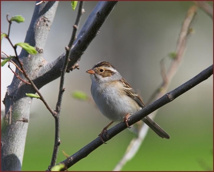 Clay-colored Sparrow