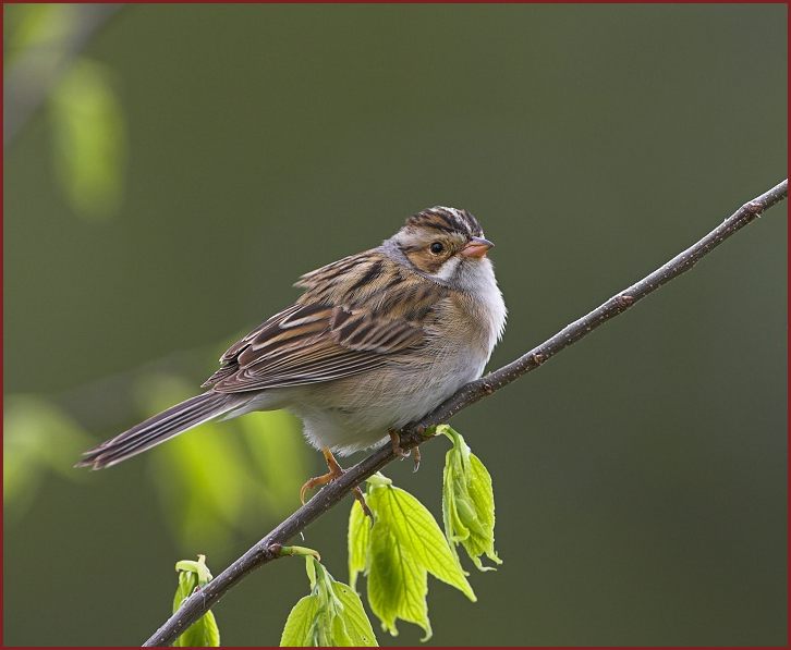 Clay-colored Sparrow