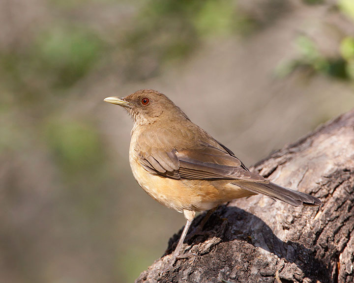 Clay-colored Thrush