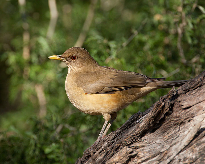 Clay-colored Thrush