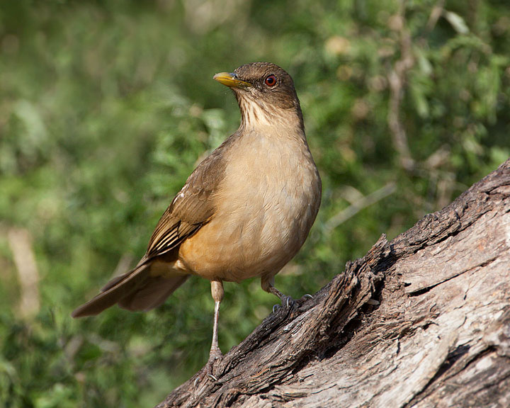 Clay-colored Thrush