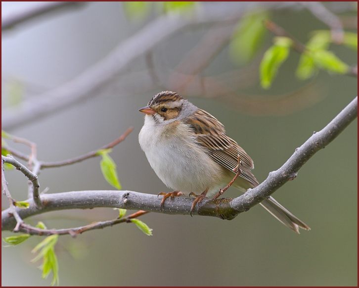 Clay-colored Sparrow