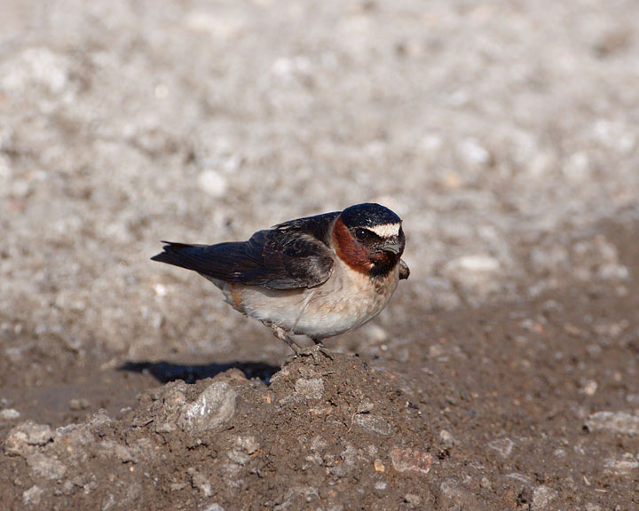 cliff swallow