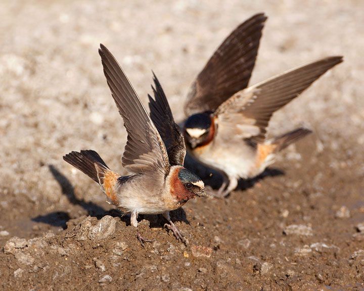 cliff swallow