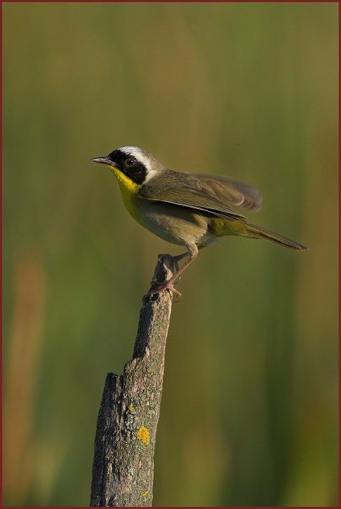 Common Yellowthroat