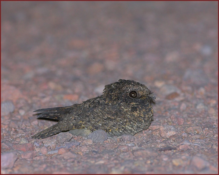 Common Poorwill