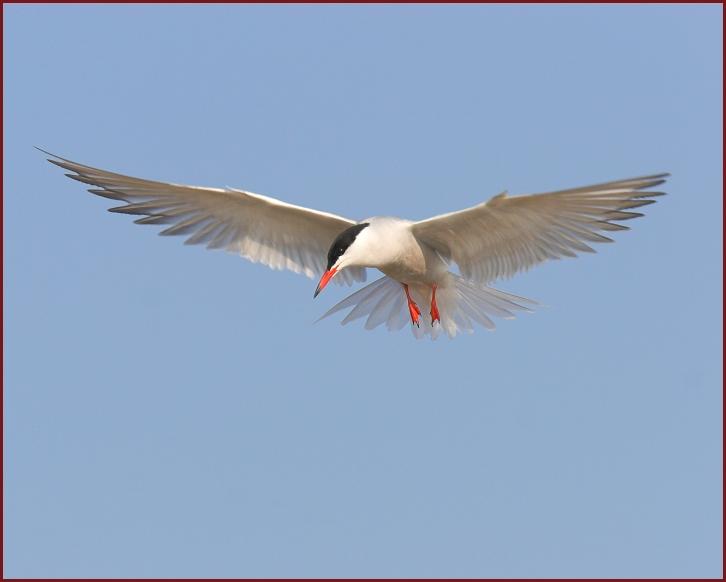 Common Tern