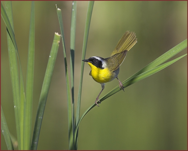 Common Yellowthroat