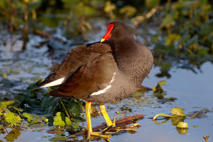 Common Gallinule