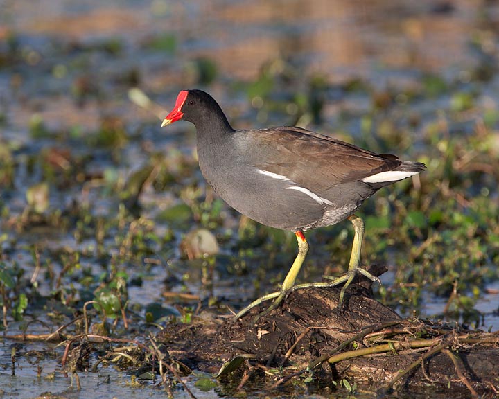 Common Gallinule