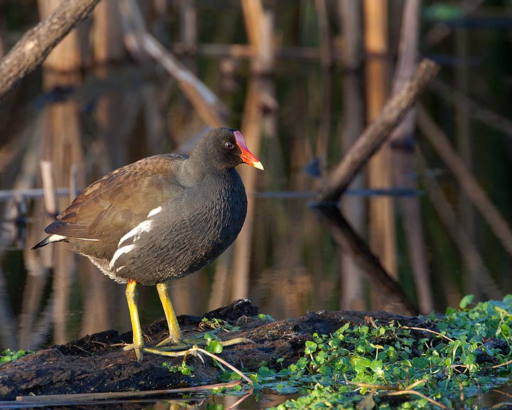 Common Gallinule