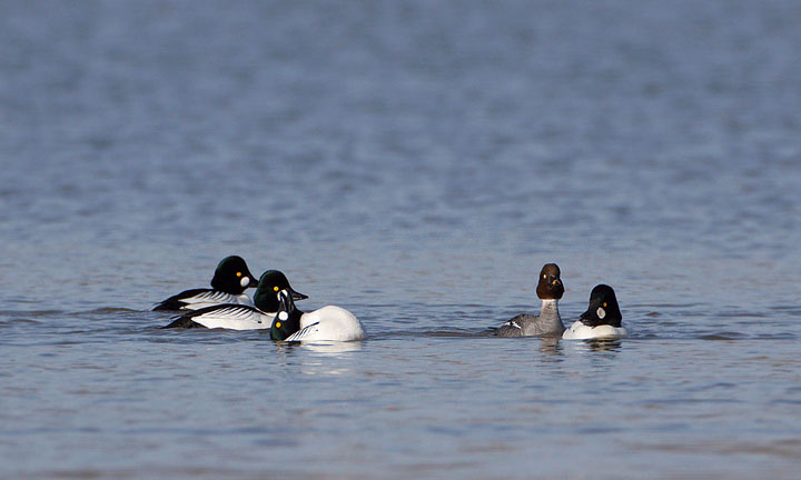 Common Goldeneye