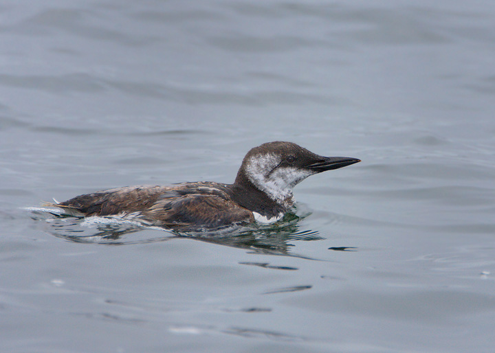 Common Murre