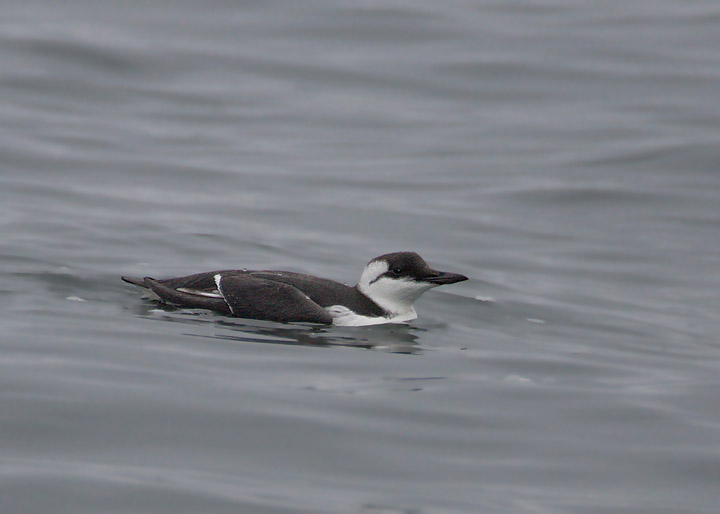 Common Murre