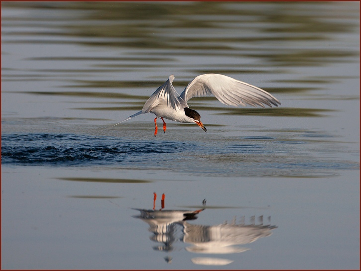 Common Tern