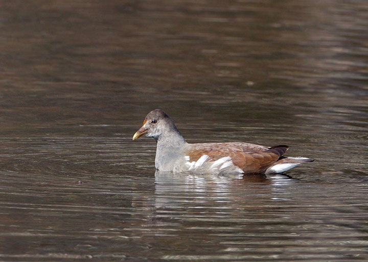 Common Gallinule