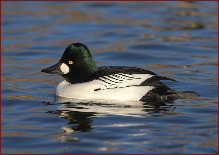 Common Goldeneye