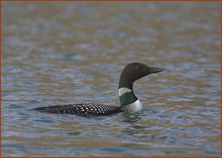 common loon