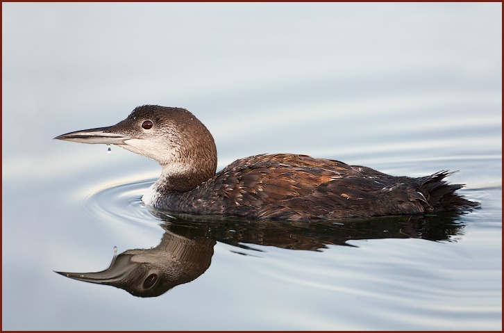 common loon