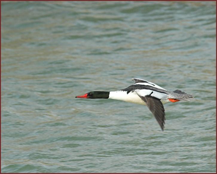 Common Merganser