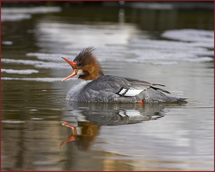 Common Merganser female