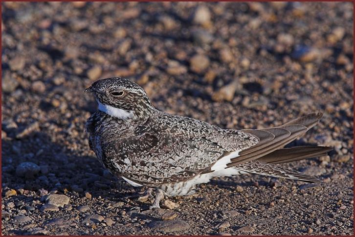 common nighthawk