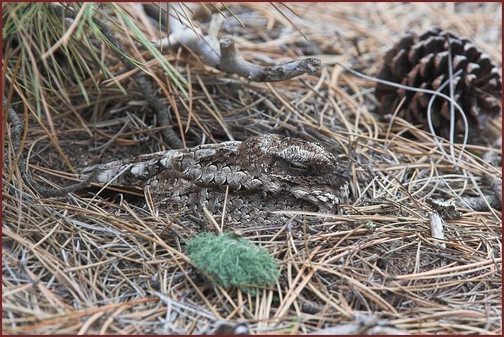 Common Poorwill