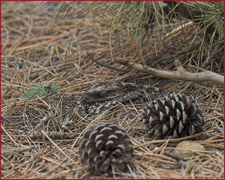 Common Poorwill