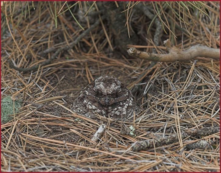 Common Poorwill