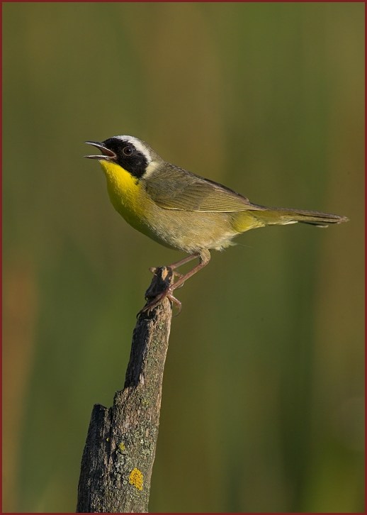 Common Yellowthroat