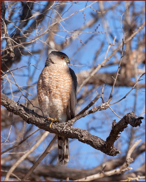 Cooper's Hawk