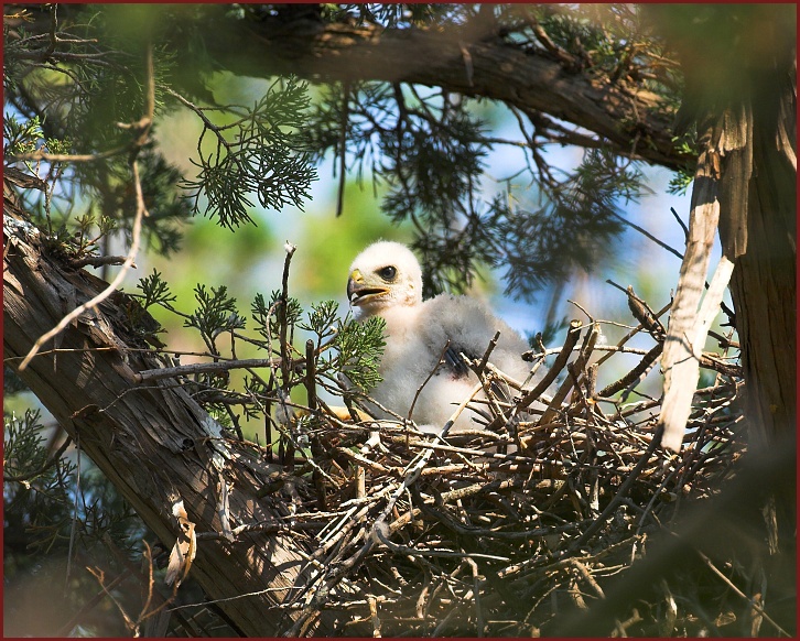 Cooper's Hawk nest