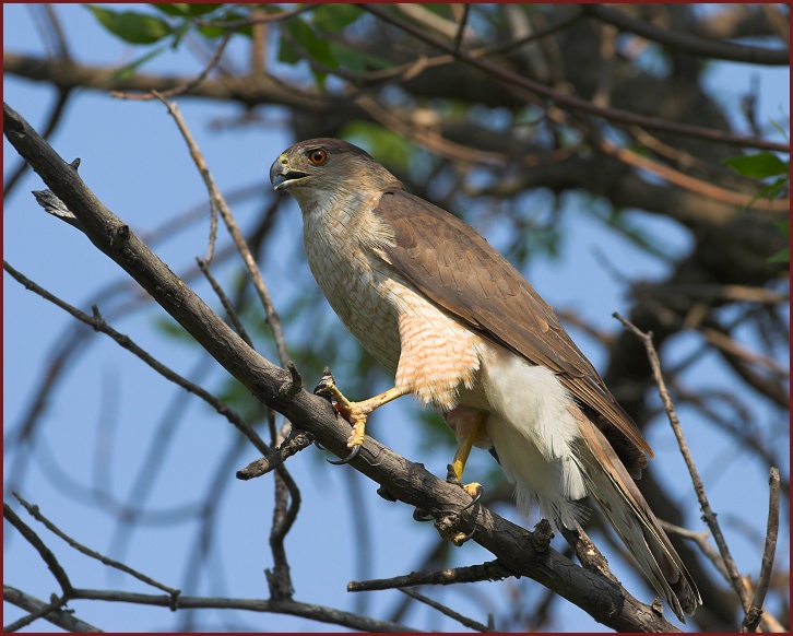 Cooper's Hawk