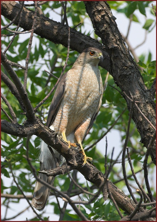 Cooper's Hawk