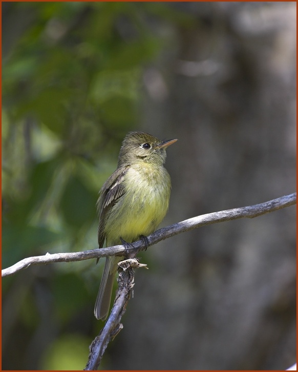 Cordilleran Flycatcher