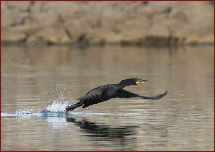 double-crested cormorant