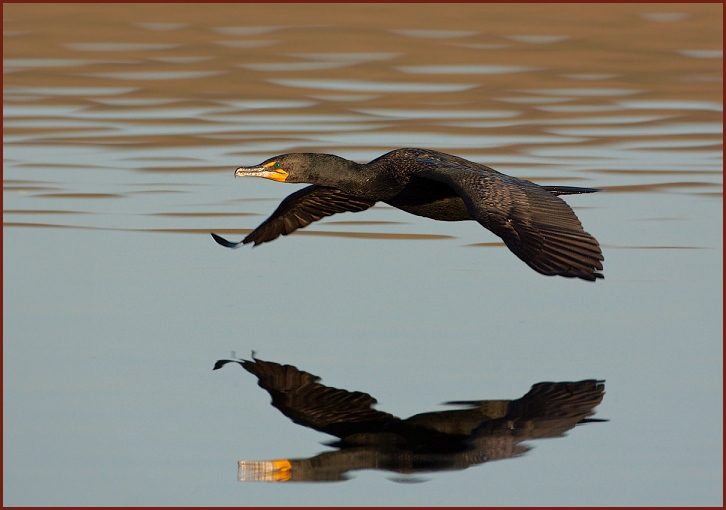 Double-crested Cormorant