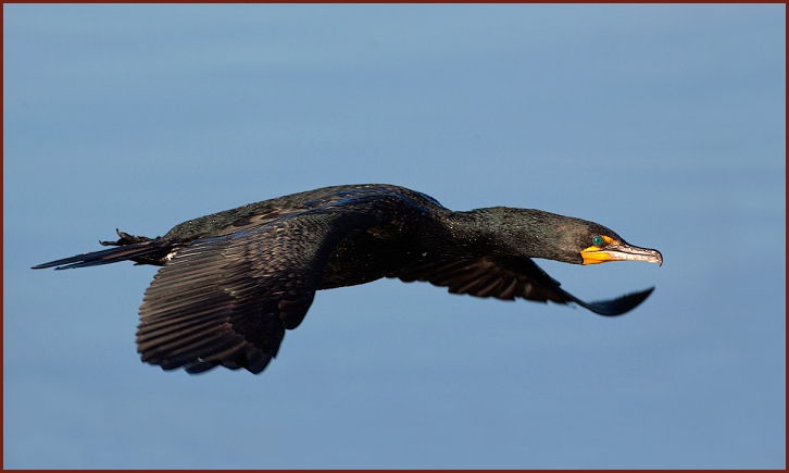 Double-crested Cormorant