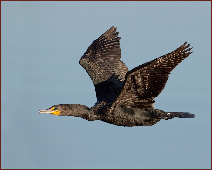 Double-crested Cormorant