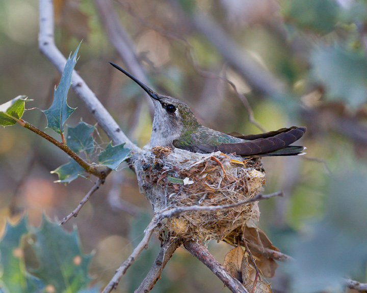 Costa's Hummingbird