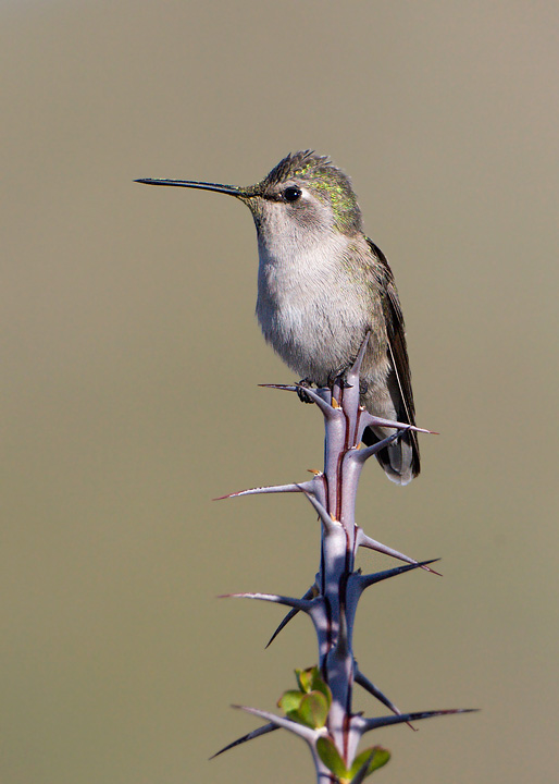 Costa's Hummingbird