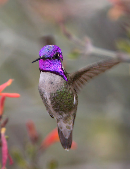 Costa's Hummingbird