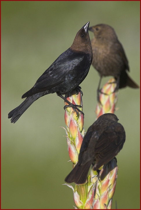 brown-headed cowbird